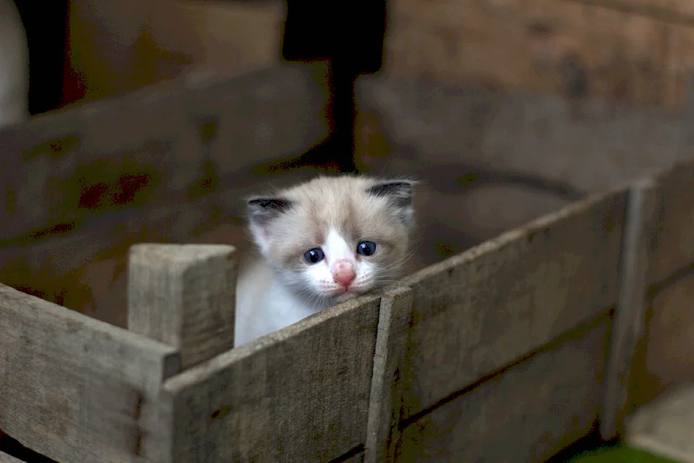 White fluffy cat