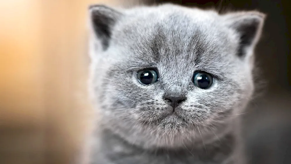 Sad kitten