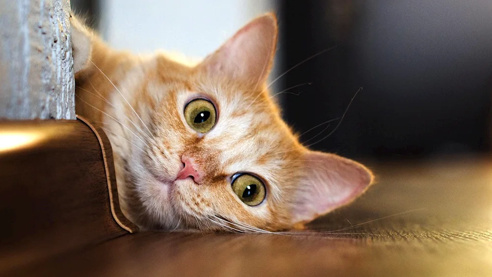 Surprised cat