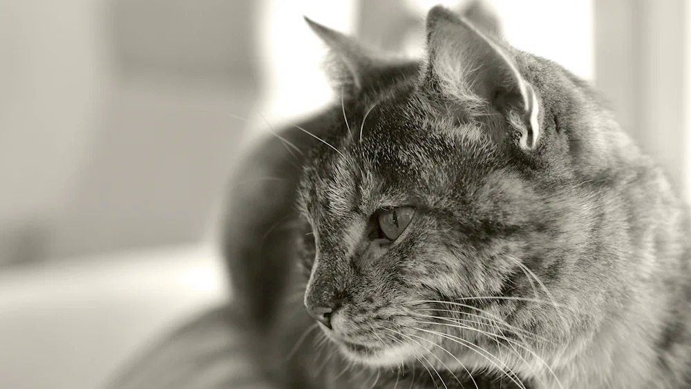 Cat face