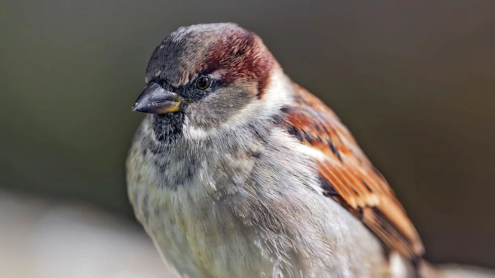 Skeletons of passerines