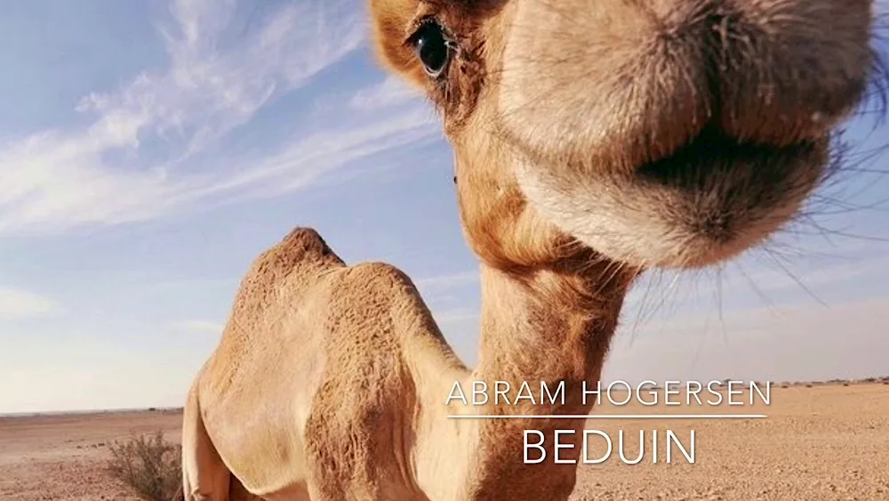 Funny camel