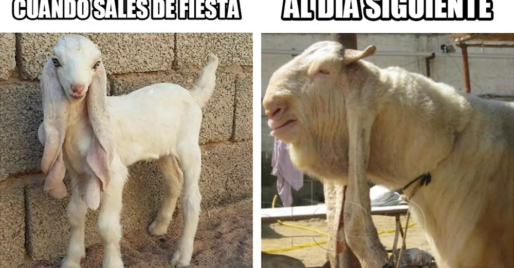 Pakistani goats