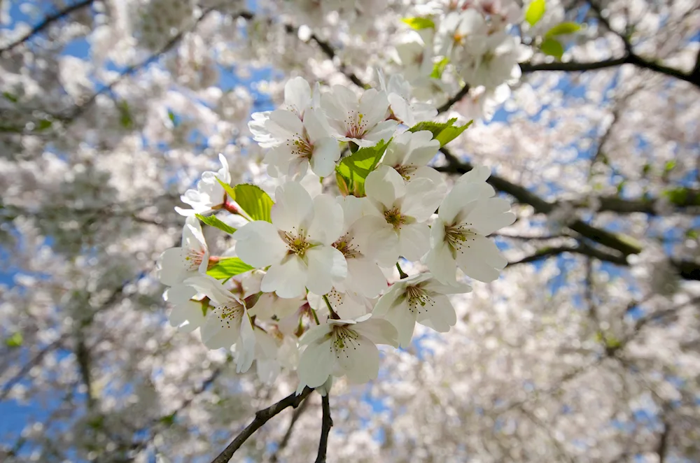 Spring trees