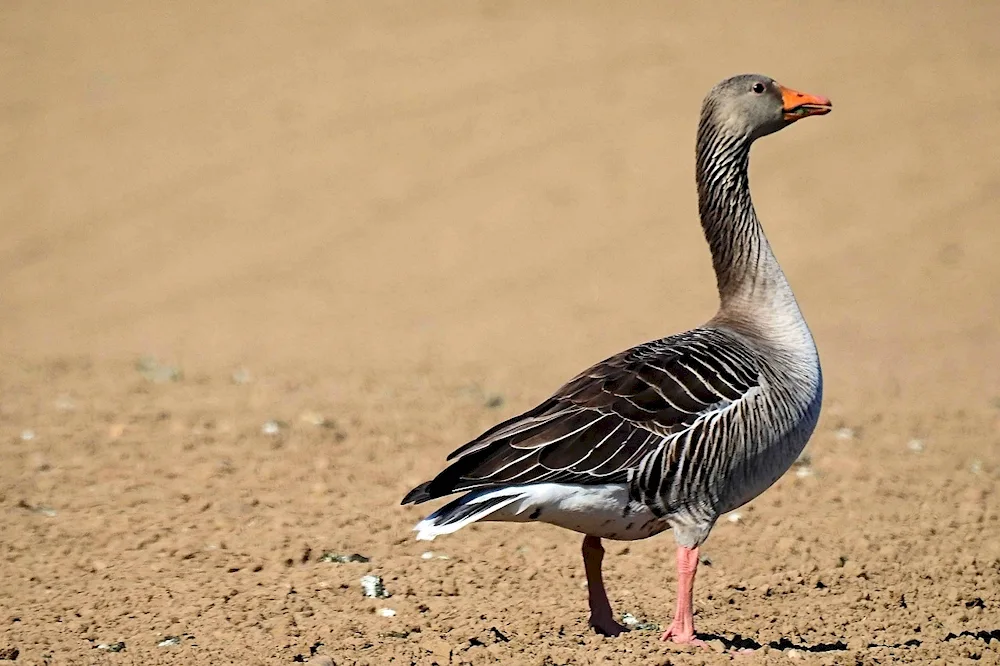 Short-billed Bean Goose