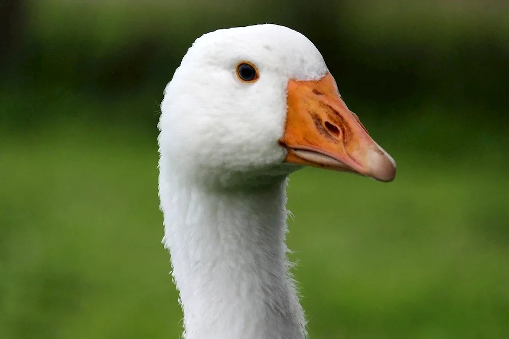 Goose