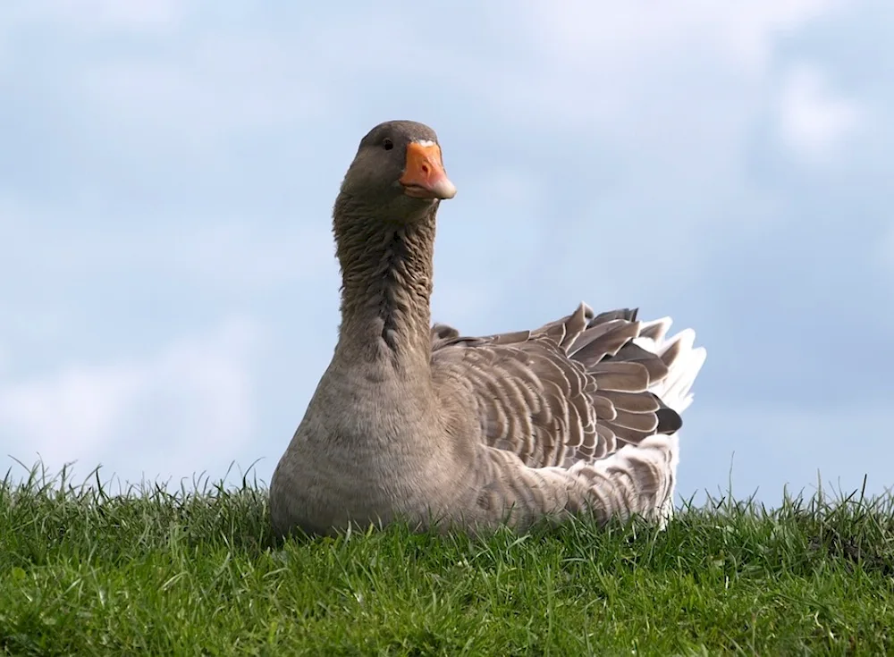 Goose