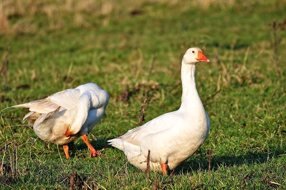 Beautiful Goose