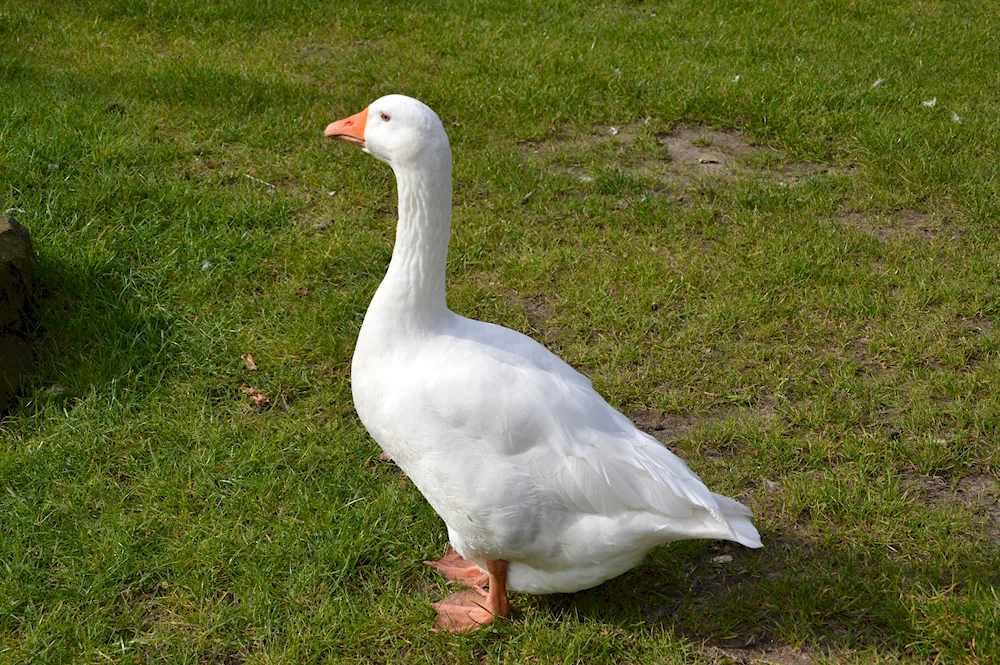 Goose