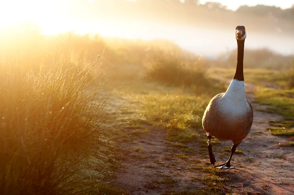 Geese are migratory birds