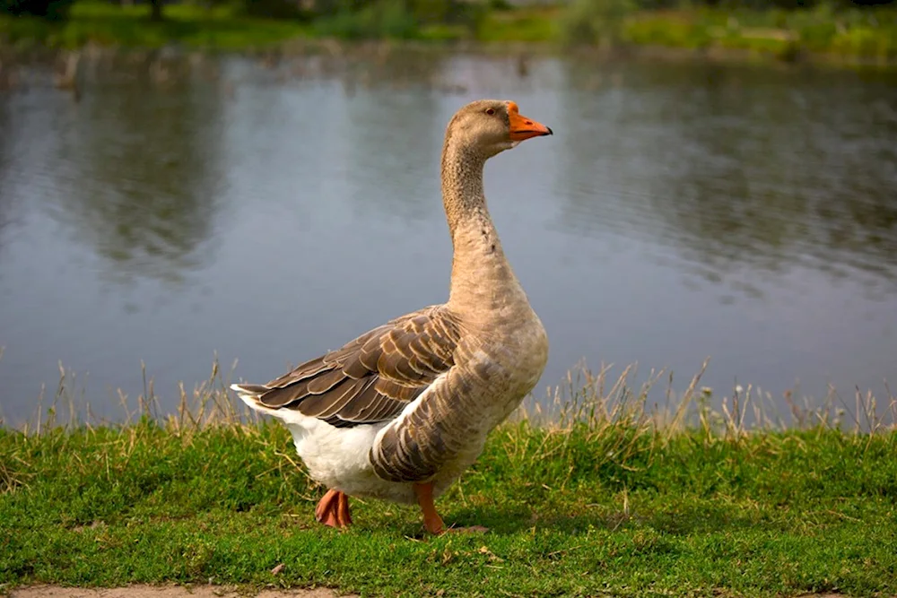 Danish Leghard geese