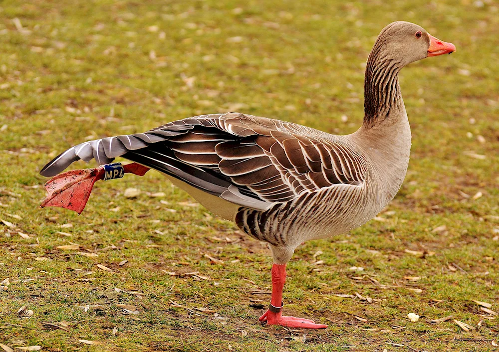 Siberian Taiga Bean Goose