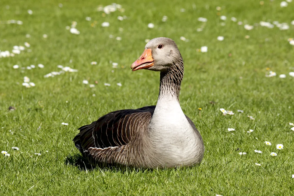 Big grey goose