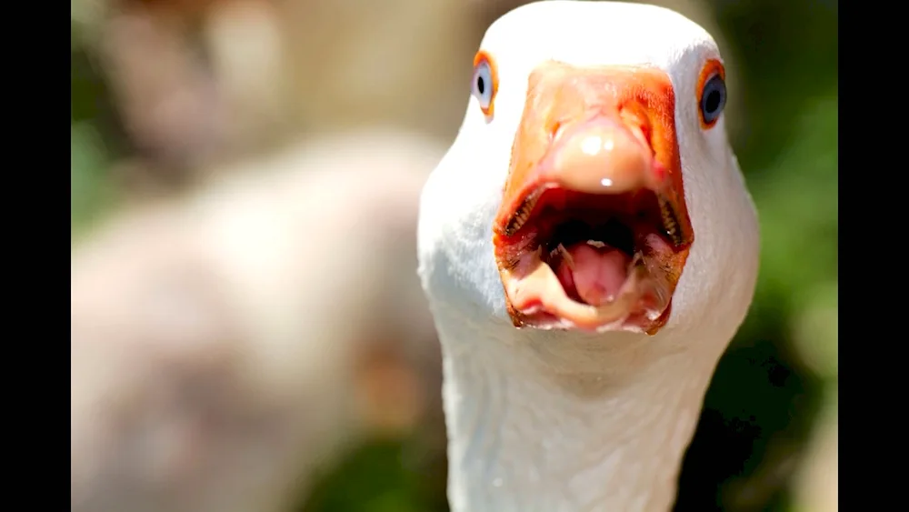 Gus full-face goose