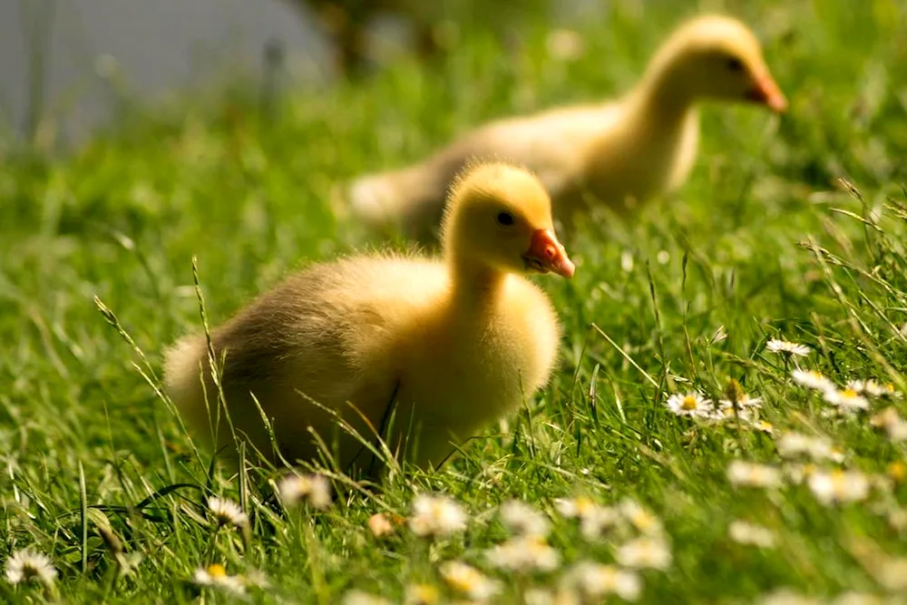 Ducklings