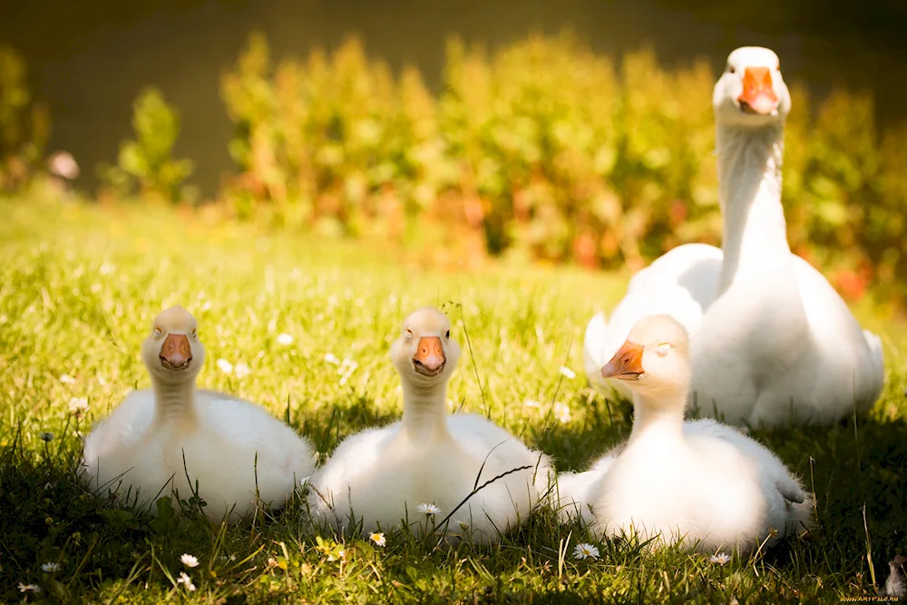 Geese goose goose baby goslings