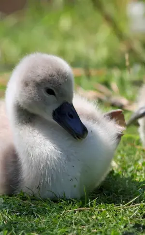 Lion's head goslings goslings goslings