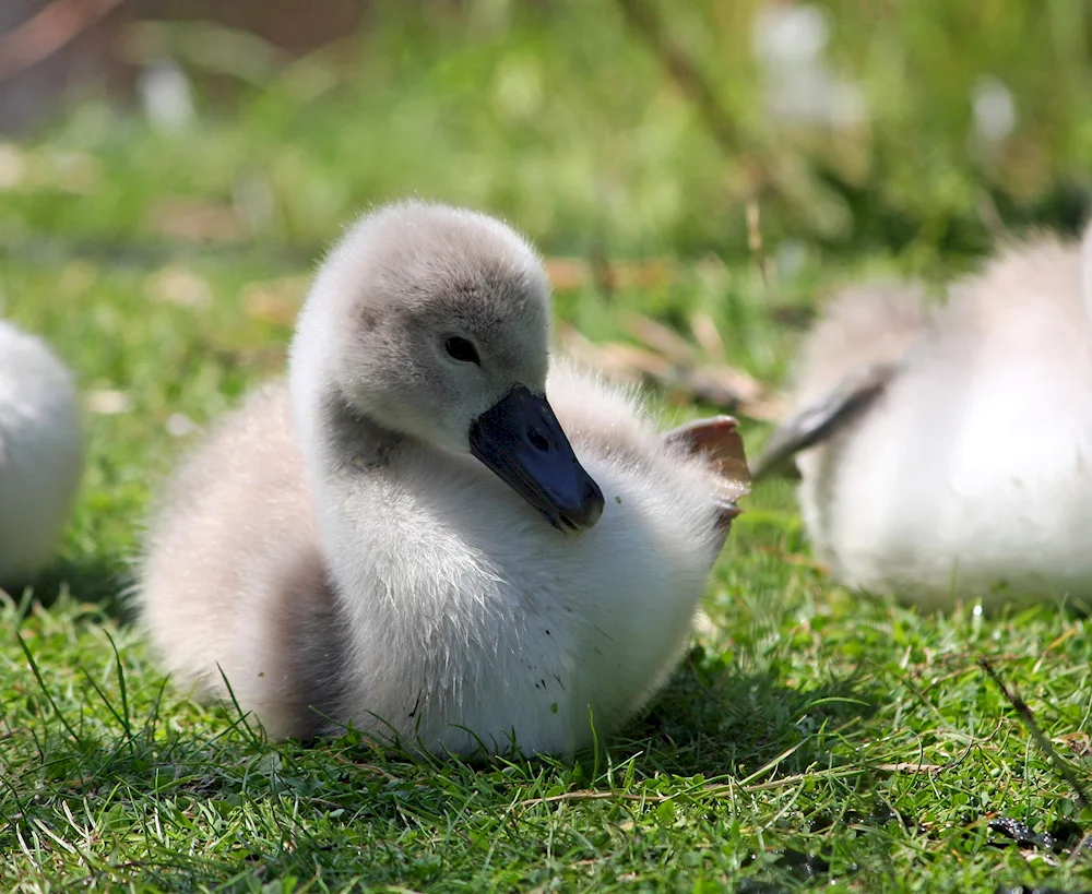 Lion's head goslings goslings goslings