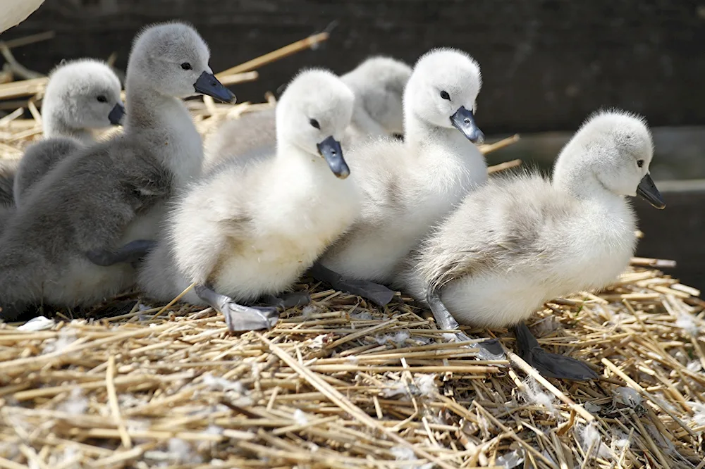 Yellow goose chicks