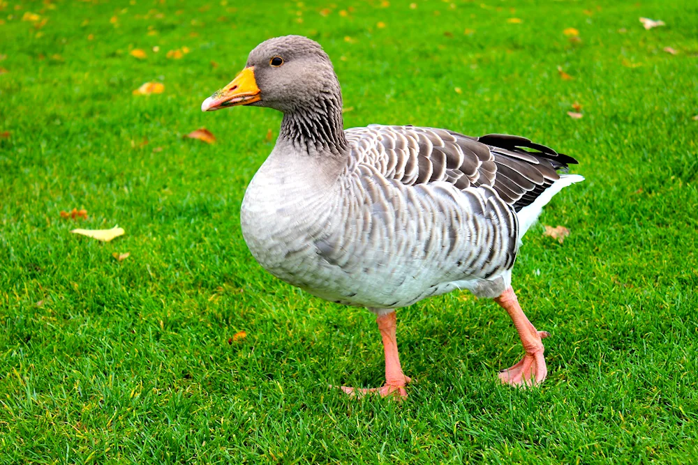 Goose geese pets birds