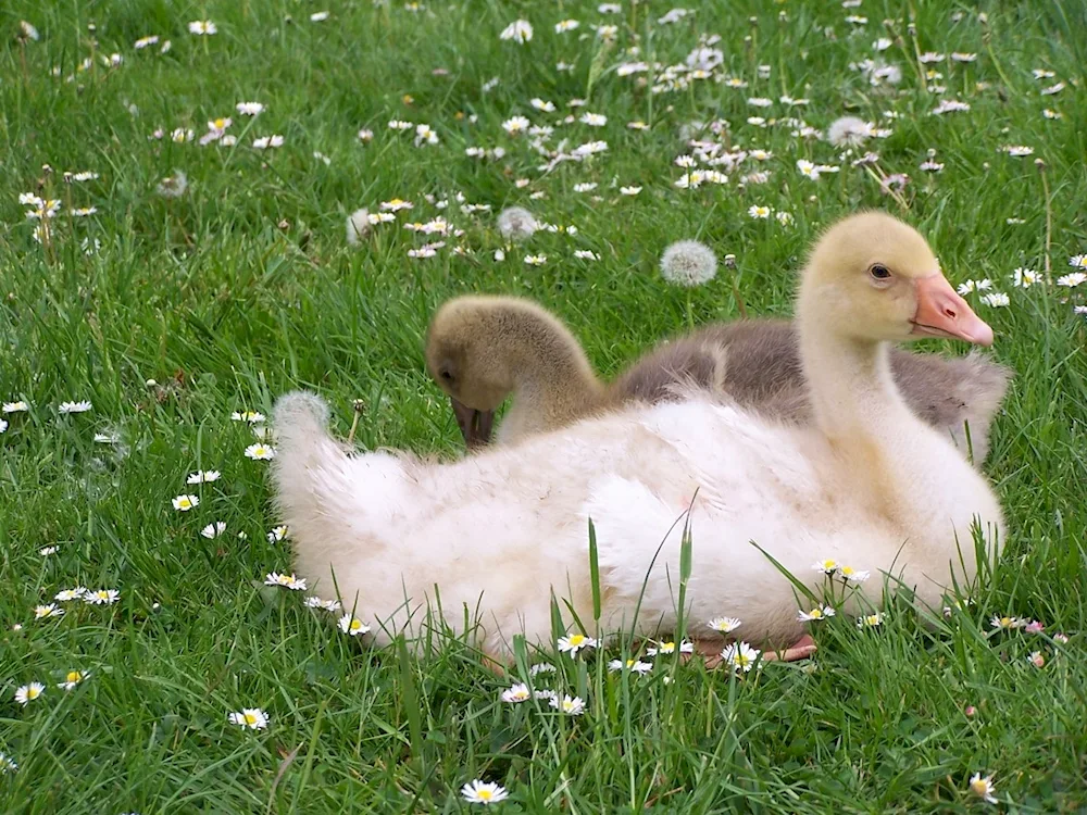 Cute ducklings