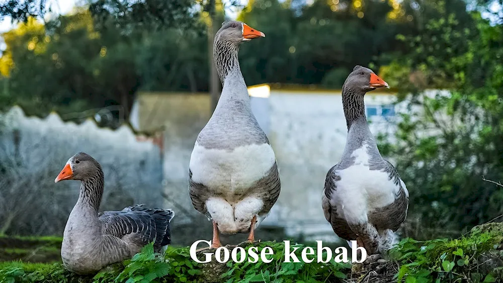 Geese on a tree