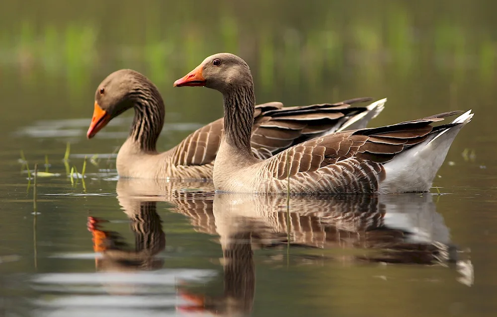 Linda geese