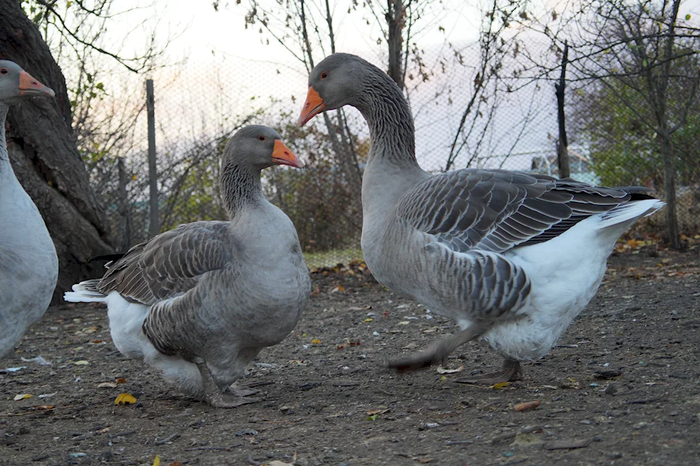 Land geese breed