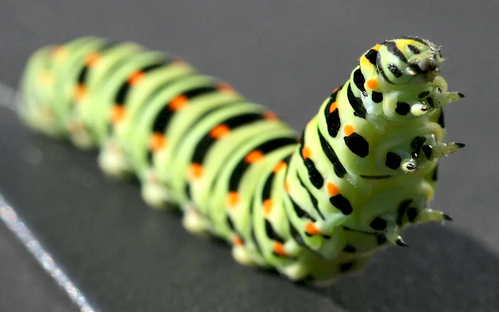 Papilio Machaon caterpillar