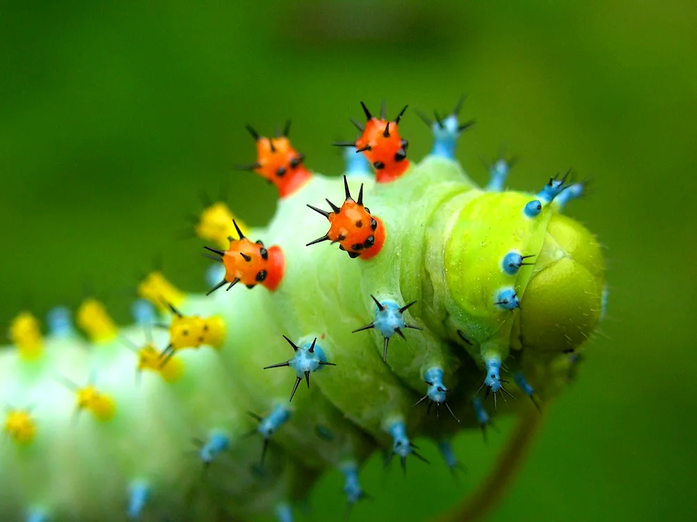 Machaon butterfly caterpillar Mahaon