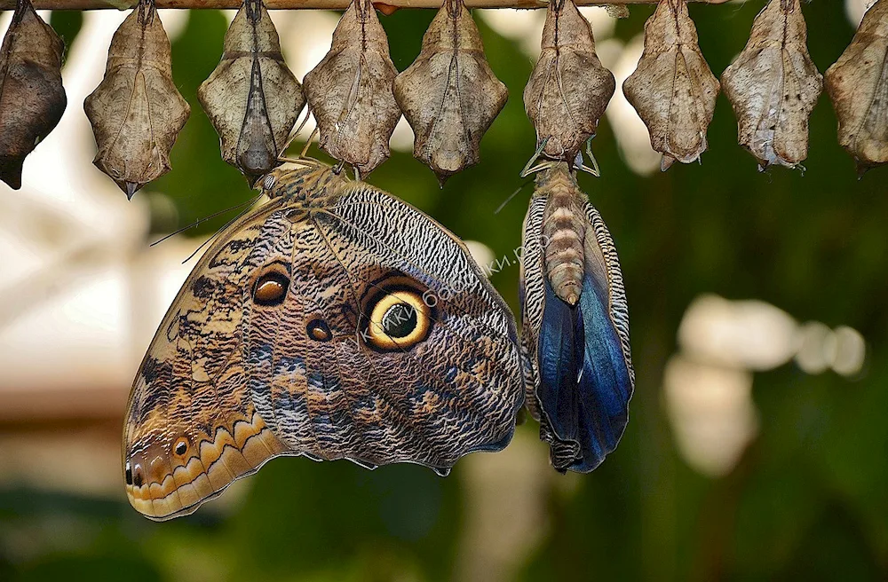 Morpho peleides butterfly chrysalis cocoon