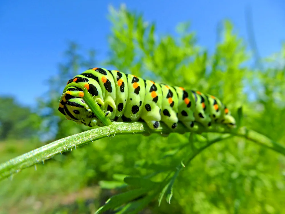 Papilio Troilus caterpillar