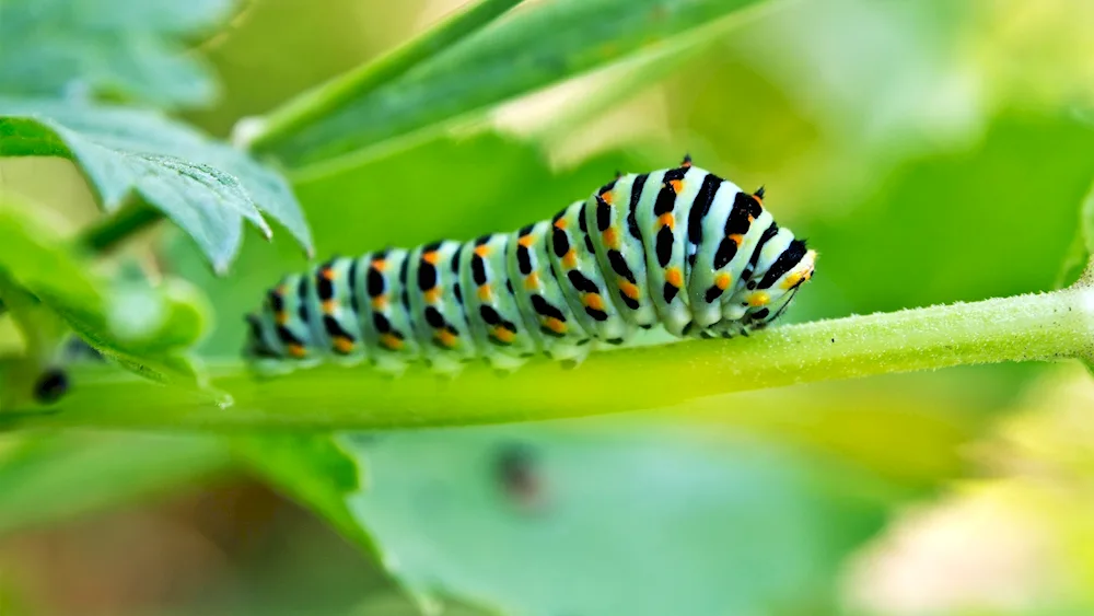 Pestrel butterfly caterpillar