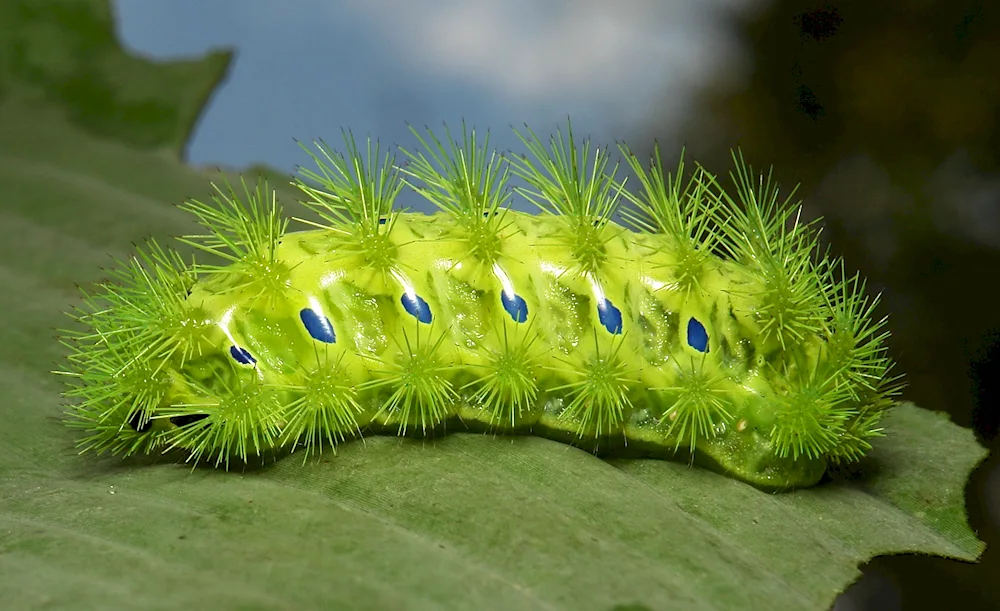 Tiger Swallowtail Caterpillar