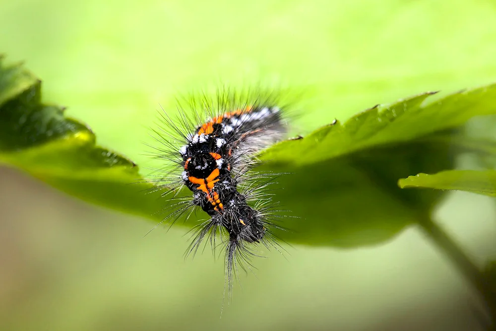 Furry fly caterpillar