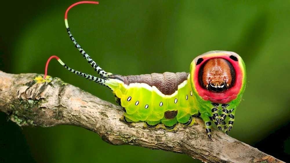 Tiger butterfly caterpillar