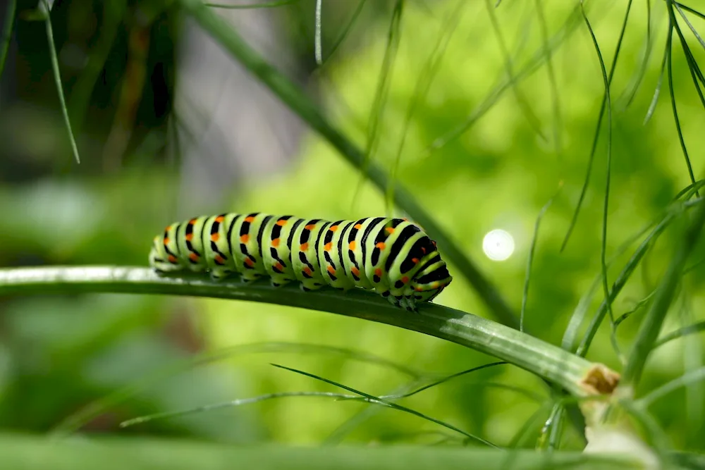 Mahon's caterpillar