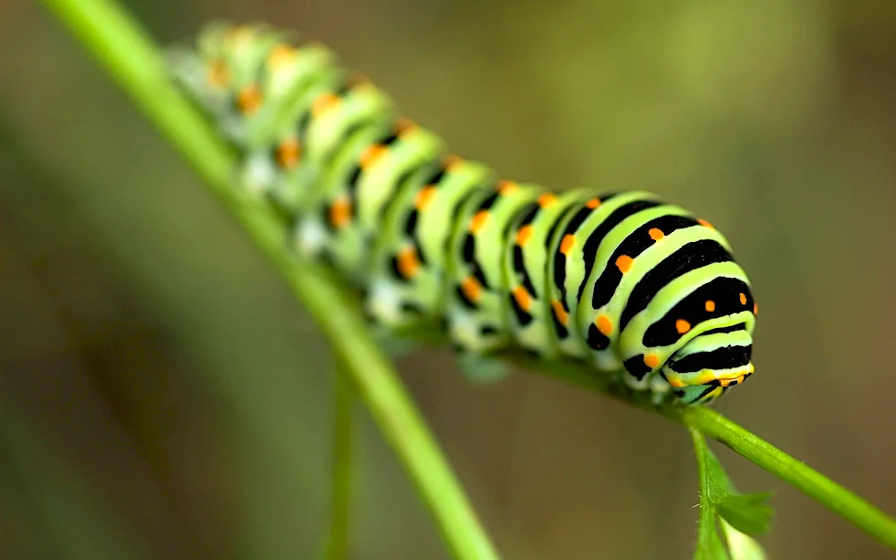 Mahon's caterpillar poisonous