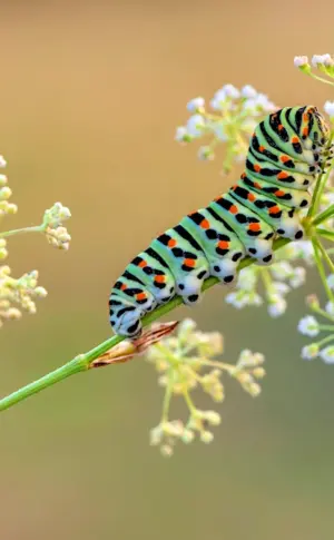 Caterpillar insect