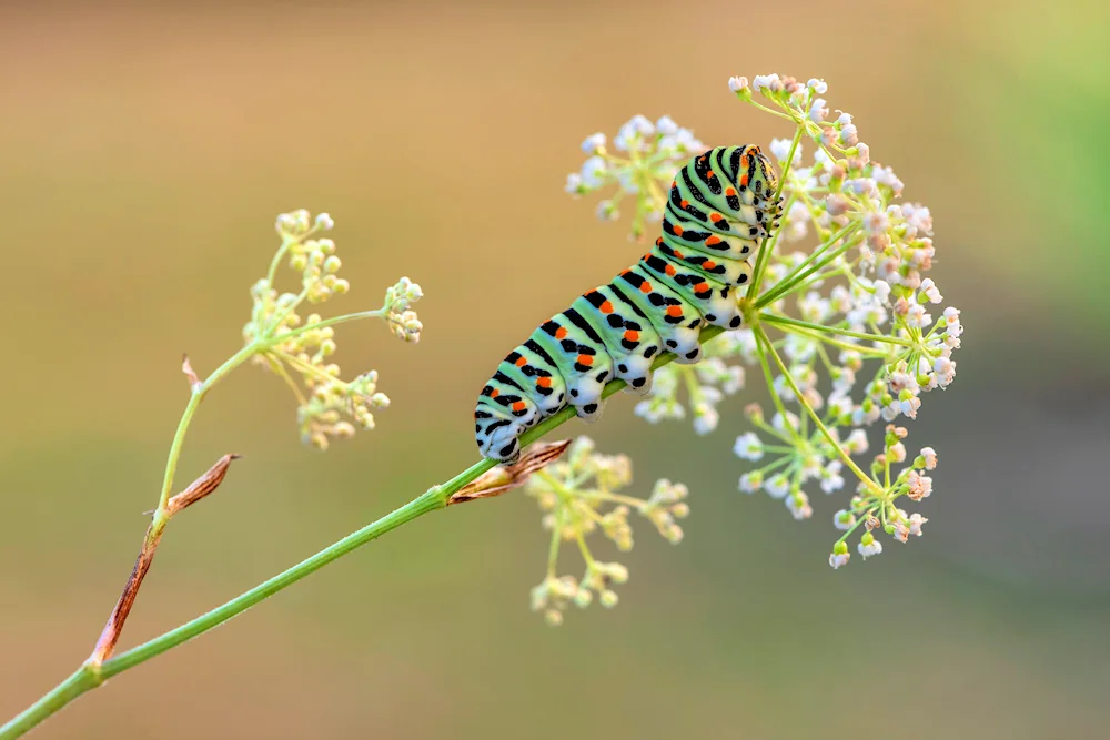 Caterpillar insect