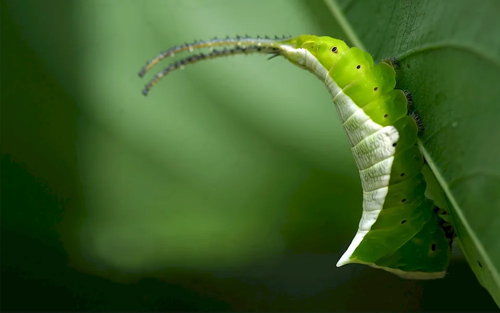 Dalceridae caterpillar