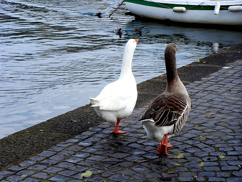 White Duck