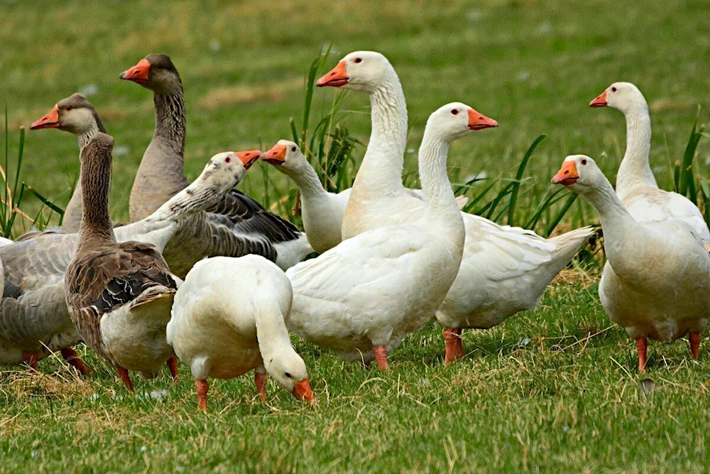 Danish Legard geese