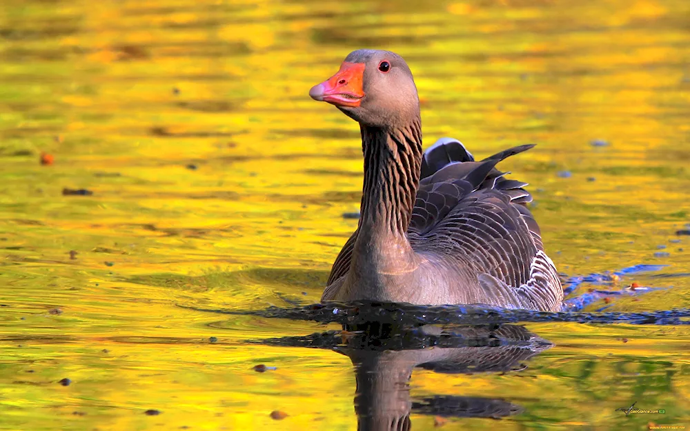 Geese in the nature