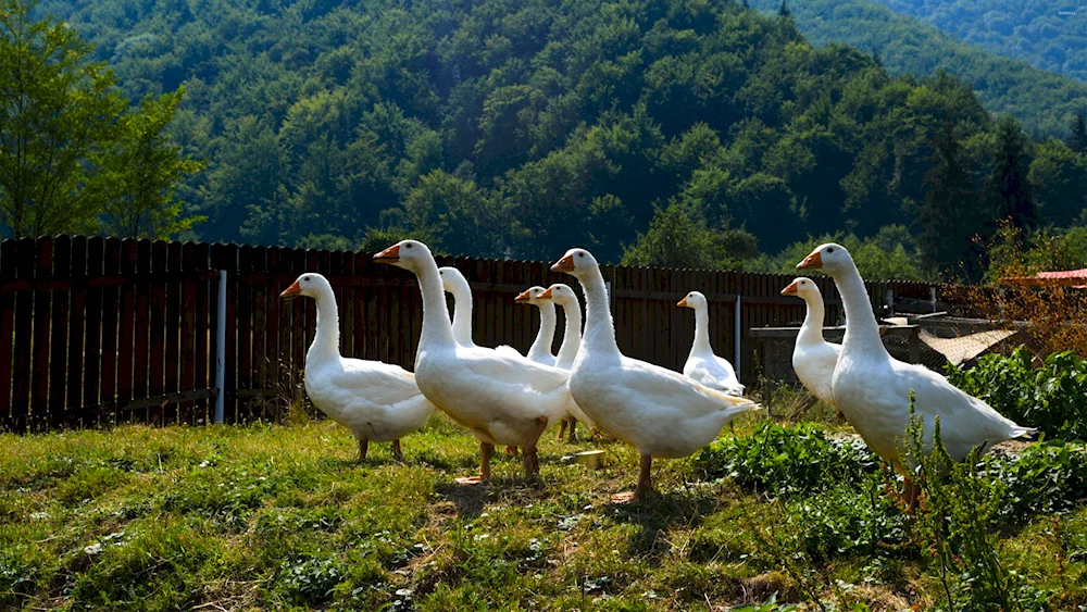 Bashkirian goose