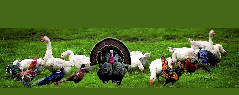 Geese and turkeys