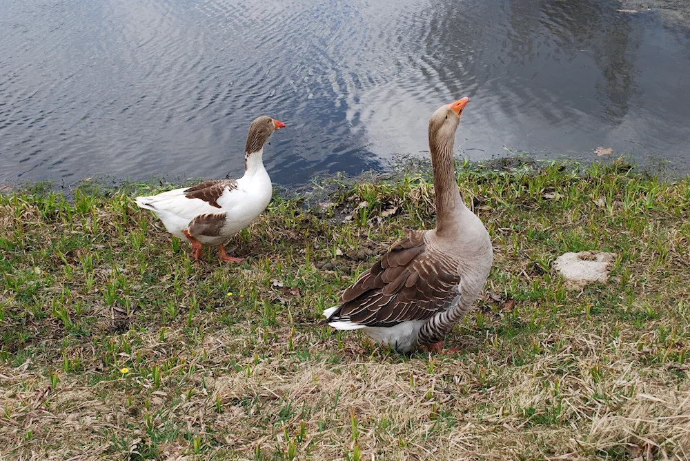 Wild goose geese