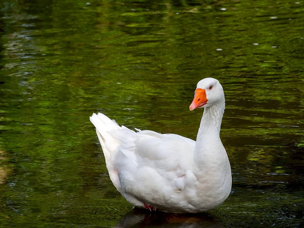 Ducklings and goslings