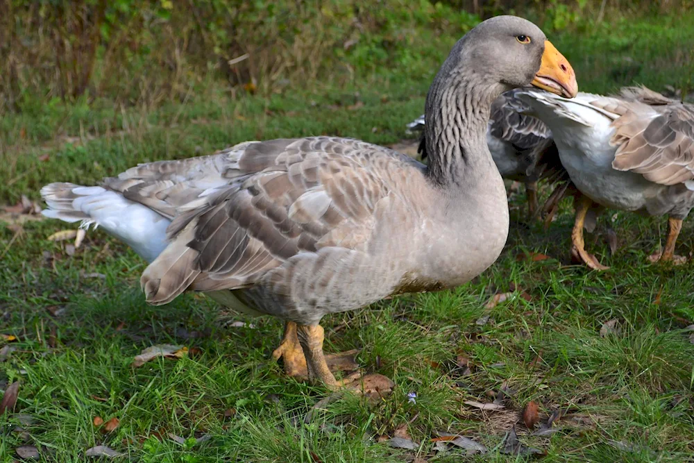 Kucherbaevsky geese breed