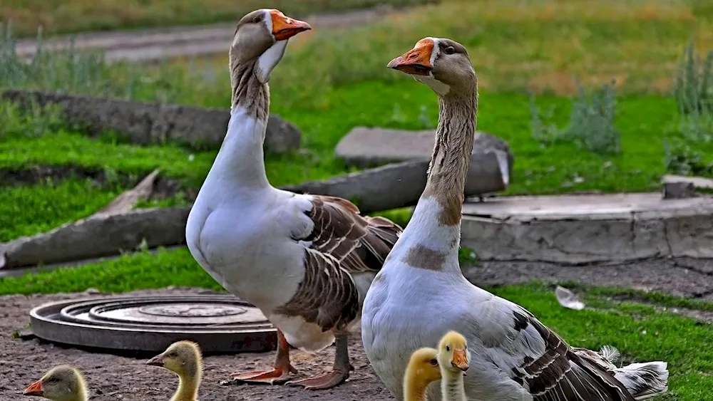 Geese